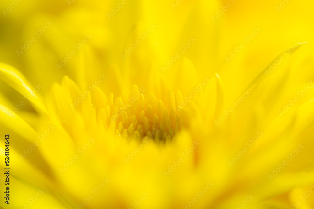 Yellow macro flower background,Yellow chrysanthemum petals macro shot s Yellow macro flower background,Yellow chrysanthemum petals macro shot s