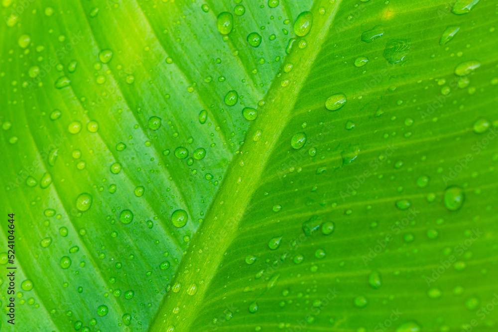 Background green macro leaf,A beautiful fresh green leaf covered with raindrops and highlighted by the sun. The plant has a beautiful expressive structure Background green macro leaf,A beautiful fresh green leaf covered with raindrops and highlighted by the sun. The plant has a beautiful expressive structure