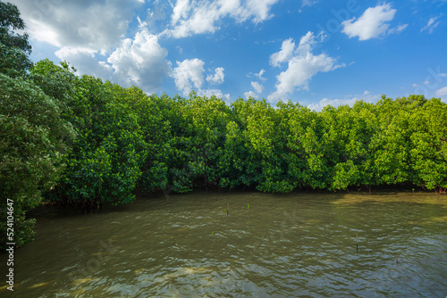 Mangrove forests and coastlines Red mangrove forest and shallow waters in a Tropical island  Mangrove Forest  Mangrove Tree  Root  Red  Tree