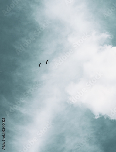 birds flying in the sky, blue cloudy sky © Lucie