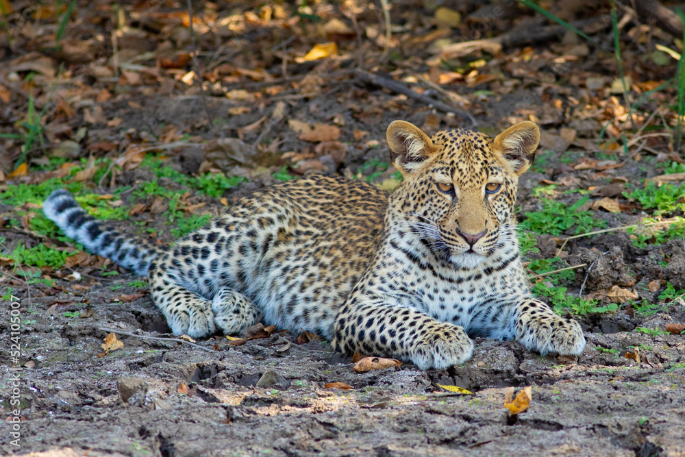 Leopard cub resting in zambia Leopard cub resting in zambia