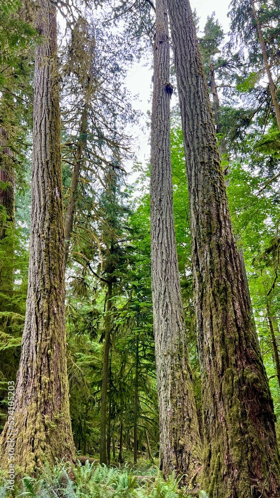 MacMillan Provincial Park Seven Wonders of Canada Vancouver island ancient Douglas fir Cathedral Grove old growth Douglas fir forest British Columbia cathedral grove huge thousand year old trees moss MacMillan Provincial Park Seven Wonders of Canada Vancouver island ancient Douglas fir Cathedral Grove old growth Douglas fir forest British Columbia cathedral grove huge thousand year old trees moss