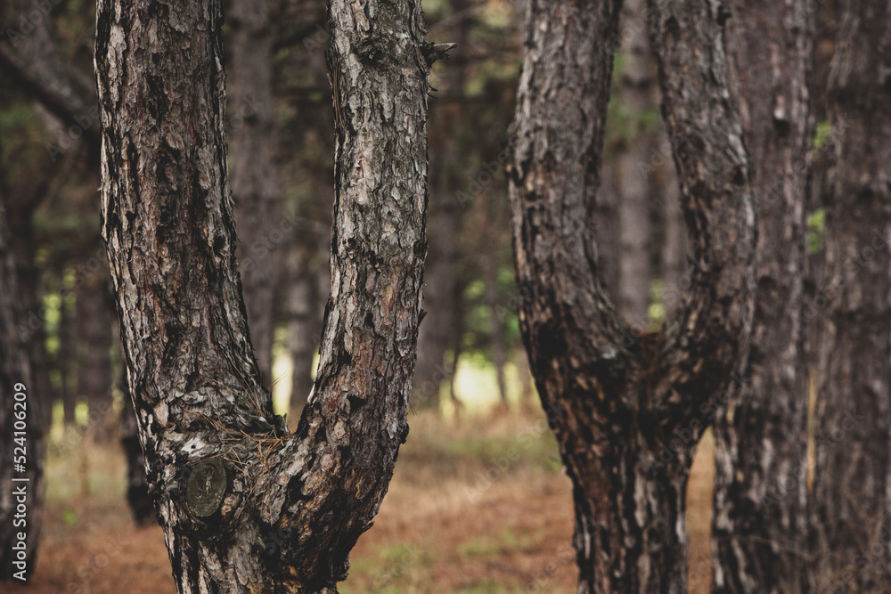 The beautiful and mysterious pine forest. Wood background. The beautiful and mysterious pine forest. Wood background.
