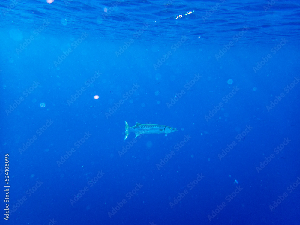 custom made wallpaper toronto digitalResidents of the underwater flora of the coral reef in the Red Sea, Hurghada, Egypt