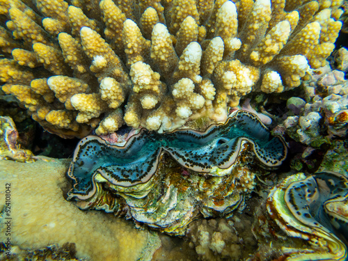 Residents of the underwater flora of the coral reef in the Red Sea, Hurghada, Egypt