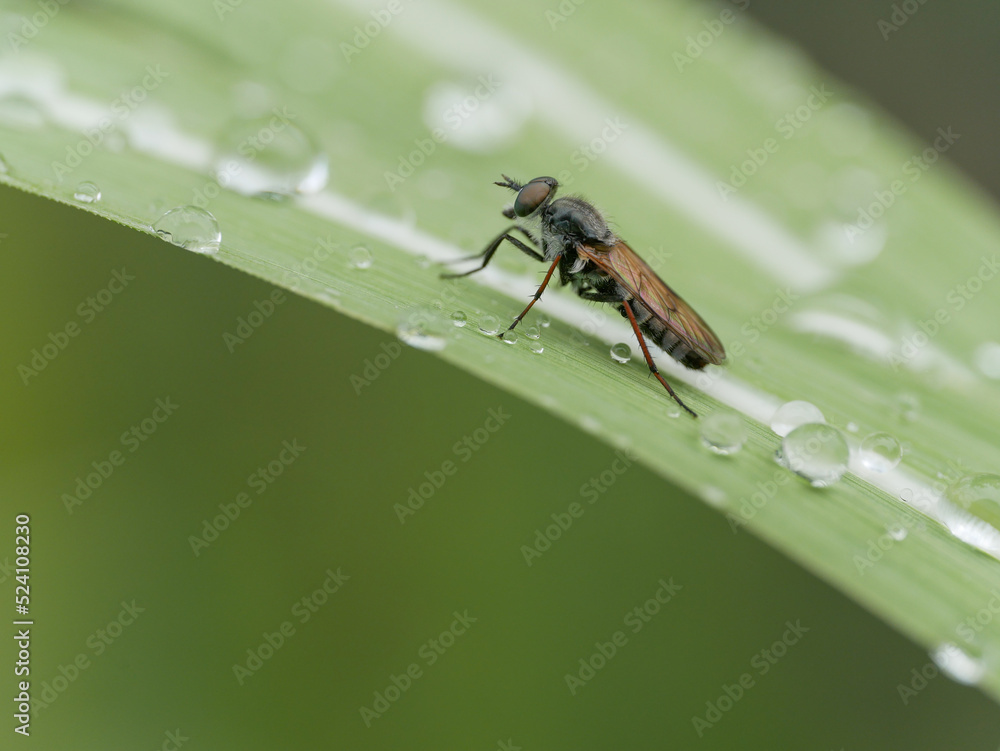 Naklejka premium fly on leaf