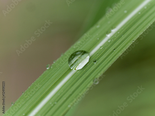 drop of dew on a leaf