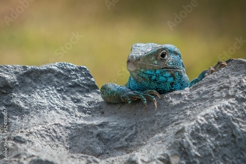Portrait of whiptail lizard hiding behind a rock