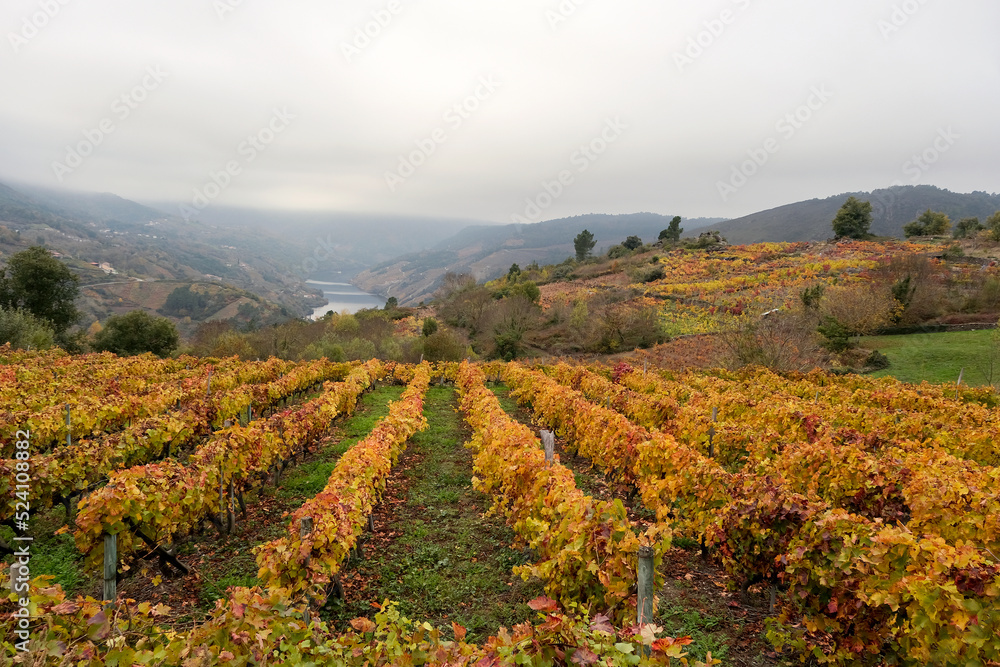 Autumnal vineyards landscape in Ribeira Sacra