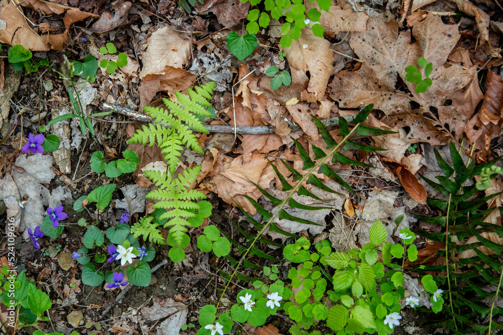 Fototapeta premium ground foliage