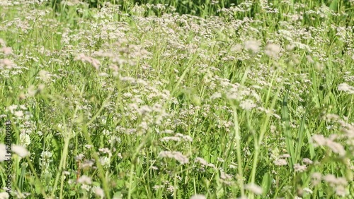 Wild field with cumin flowers, zoom in, close up photo