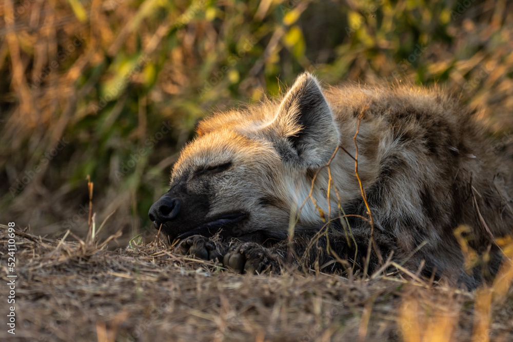 Portrait of hyaena Portrait of hyaena