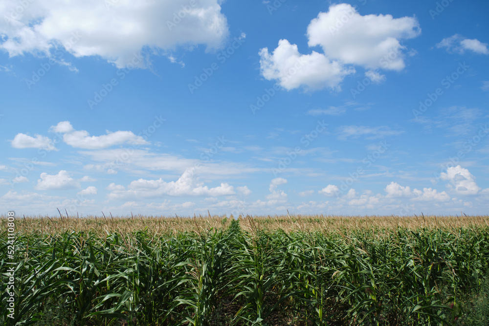 Cornfield background blue sky and clouds. Cornfield background blue sky and clouds.