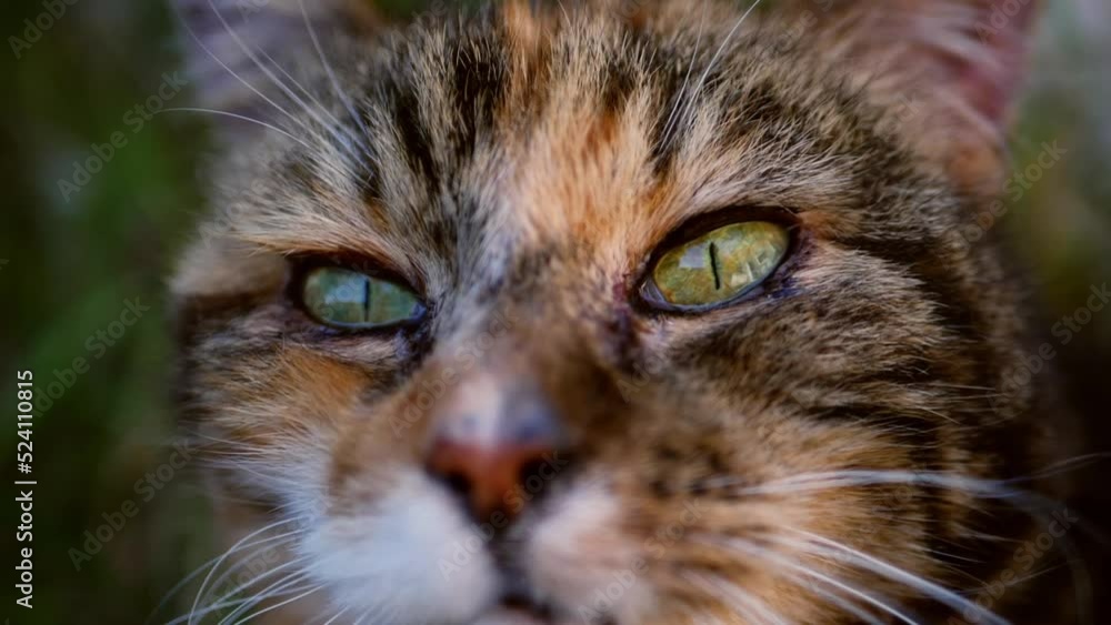 Curious calico cat looks into the camera portrait Curious calico cat looks into the camera portrait