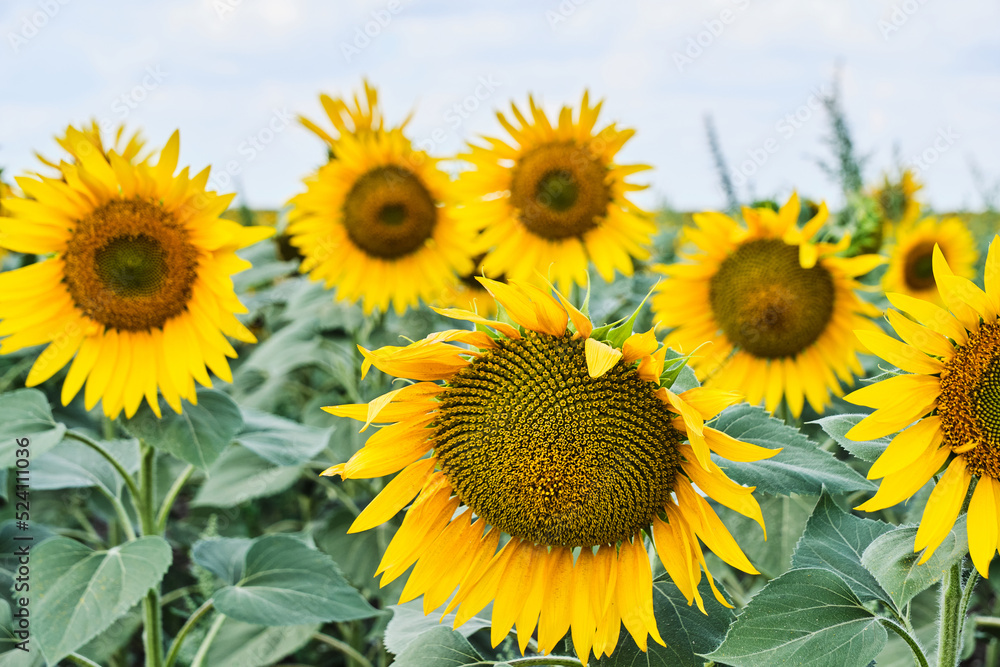 Fototapeta premium Fields planted with sunflowers, bright yellow and growing flowers.