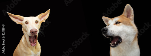Banner two surprised and screeming dogs. Isolated on black background photo