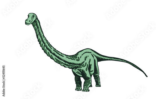 Vector color diplodocus isolated on white background, graphical illustration of dinosaur