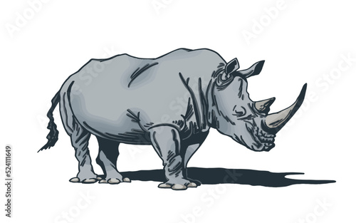 Vector color illustration of rhino isolated on white background, grey rhinoceros 