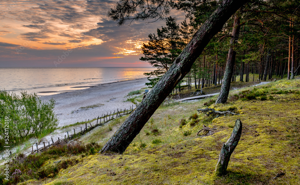 Cloudy morning on sandy beach and forest dune area of the Baltic Sea at dawn. Concept of happy, bliss and healthy summer vacation in ecologically clean Baltic region of Eastern Europe