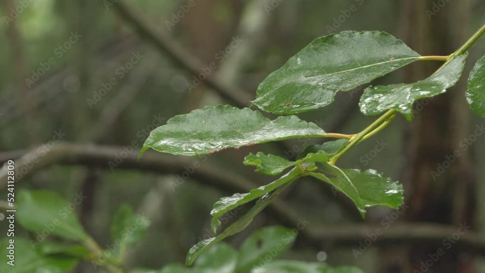 forest view tree branch group of leaves drops of rain shallow depth of field forest view tree branch group of leaves drops of rain shallow depth of field