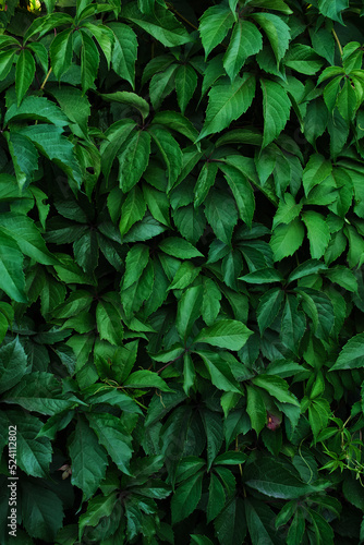 Abstract colorful background wall of green foliage.