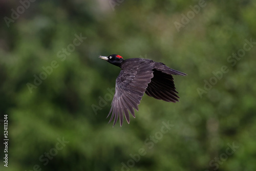 Black woodpecker in flight 