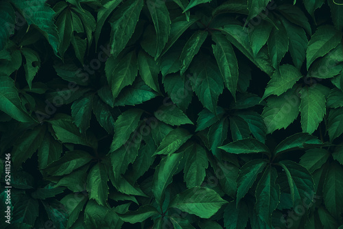 Abstract colorful background wall of green foliage.