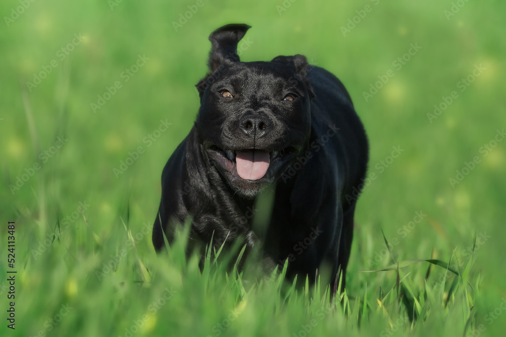 Attentive American Staffy dog looking at camera in park Attentive American Staffy dog looking at camera in park