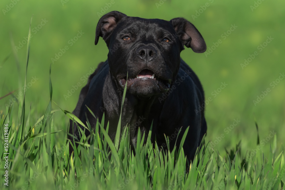 Attentive American Staffy dog looking at camera in park Attentive American Staffy dog looking at camera in park