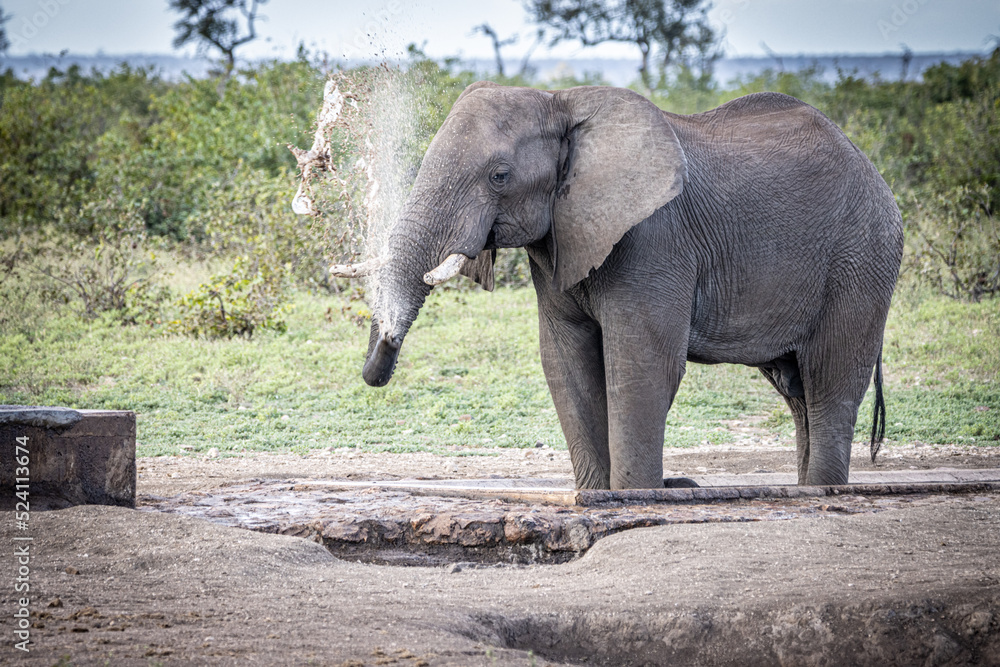 Fototapeta premium African Elephant at water hole