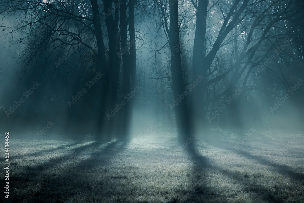 Trees casting shadows at dawn in winter