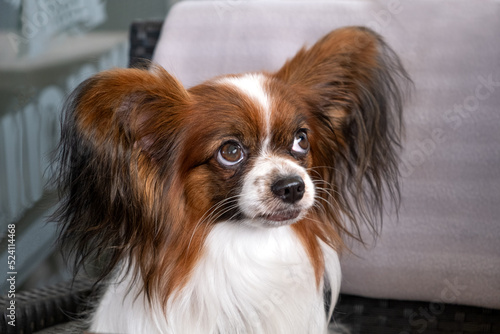 Portrait of beautiful cute papillon purebred dog continental toy spaniel sitting on a restaurant armchair, looking up.