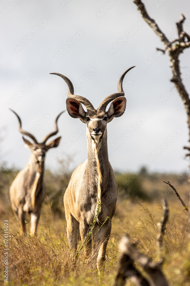 Fototapeta premium Male Kudu
