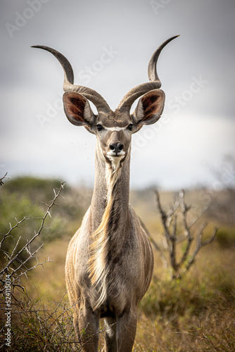 Male Kudu