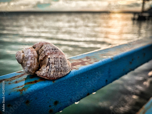 snail on the pier