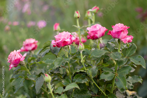 red flowers in a garden