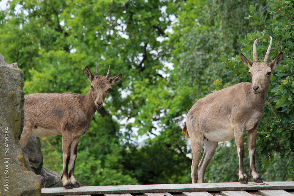 goat in the forest standing on a roof goat in the forest standing on a roof