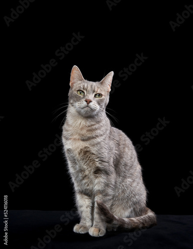 funny cat on a black background. Pet in the studio. facial expression © annaav