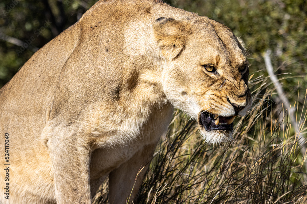 Fototapeta premium Lion in grass