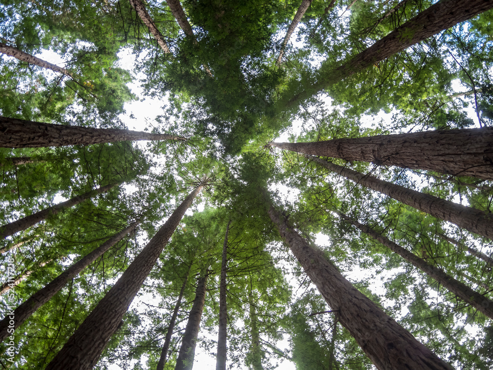 Fototapeta premium forest of trees of the sequoia variety in Cantabria