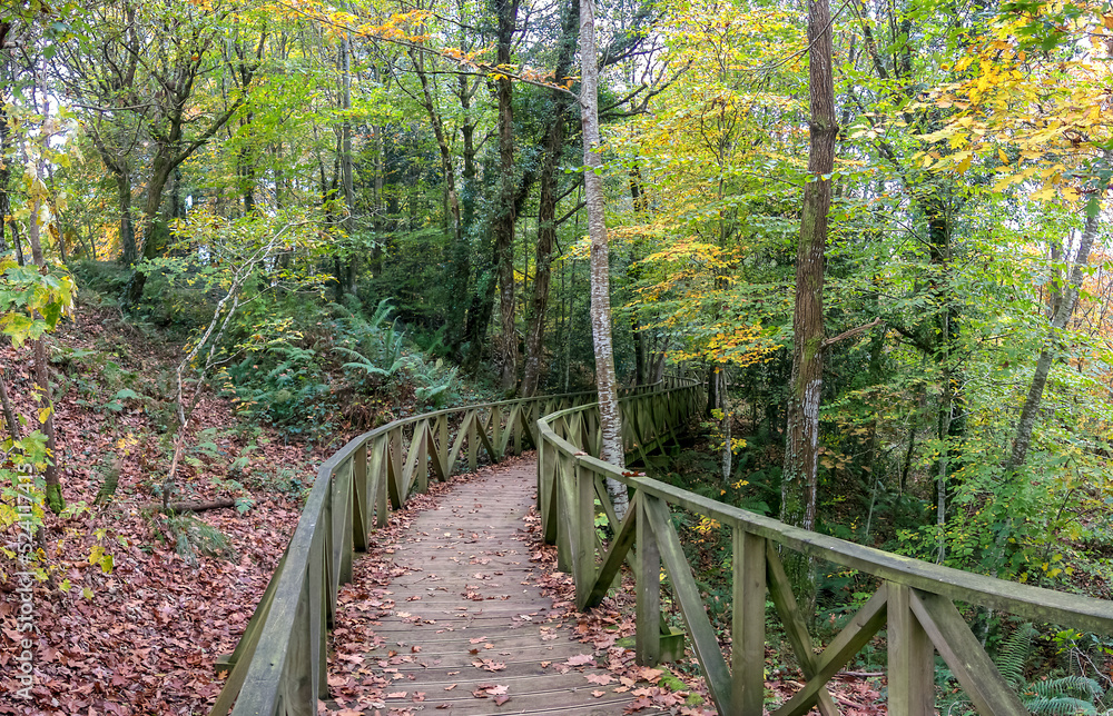 Fototapeta premium walk among trees guided by a path of boards and fences