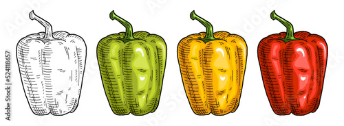 Whole red, green, yellow sweet bell peppers. Vintage engraving vector illustration.