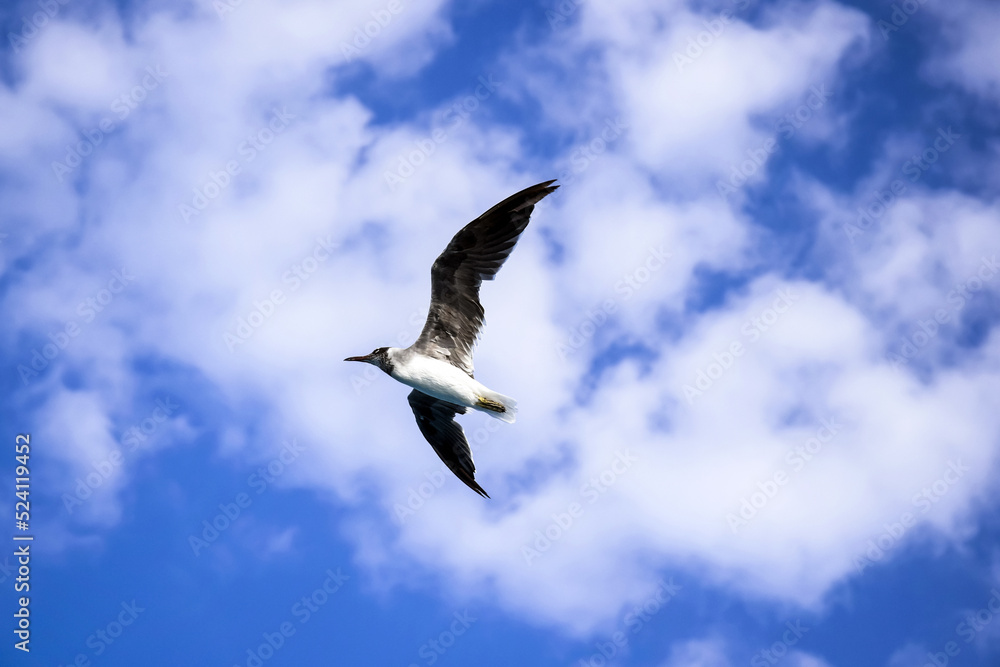 Obraz premium Large white seagull flies in blue sky with clouds, freedom in wild. Copy space. Selective focus.