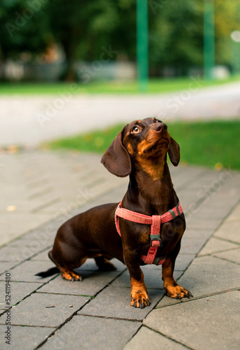Dachshund dog. The brown girl is six months old. The dog sits on the background of blurred trees and alleys. She is turned in profile to the camera. The photo is blurred