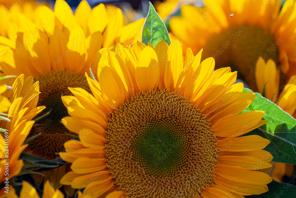 Naklejka premium Closeup of yellow sunflower blooming under the sun