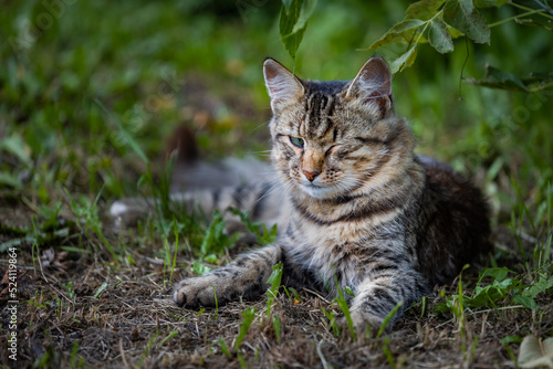 a homeless cat with a sore eye lies in the grass in nature