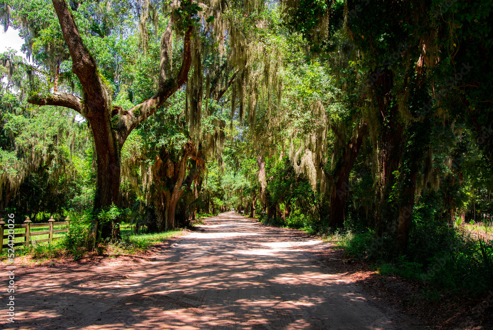 Fototapeta premium Live oak trees and spanish moss
