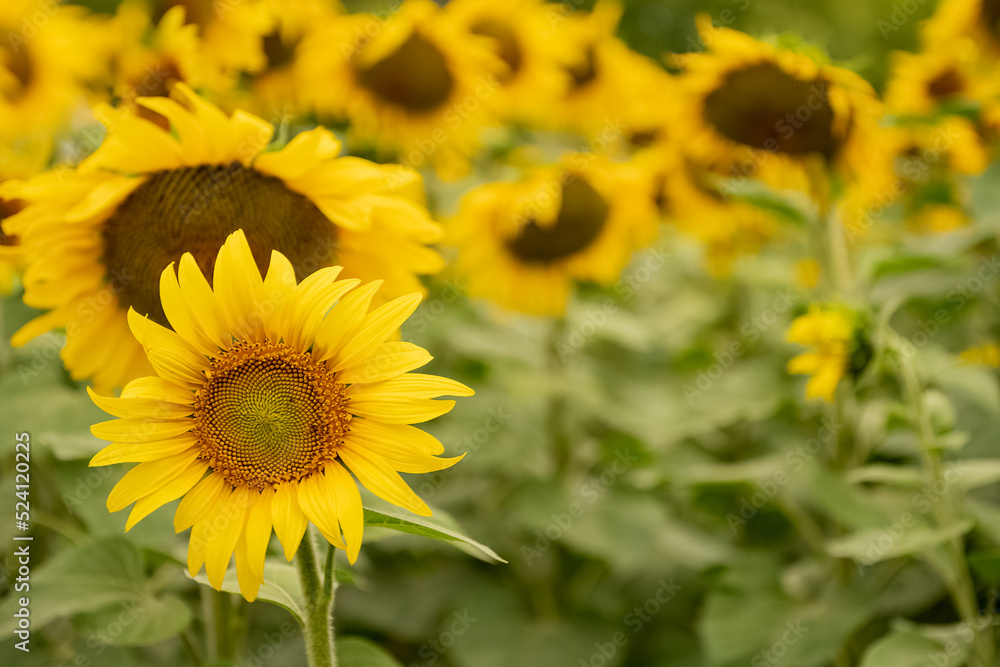 blooming yellow sunflowers in agricultural field close up blooming yellow sunflowers in agricultural field close up