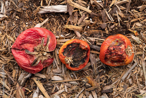Rotting tomatoes on mulch