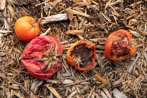 Rotting tomatoes on mulch